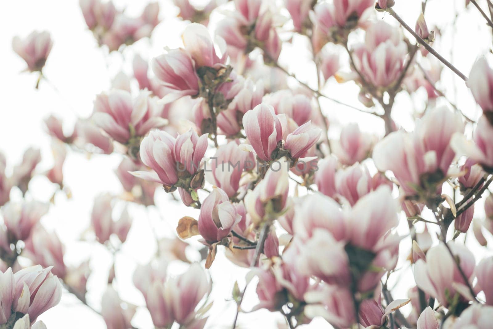 Beautiful magnolia tree in springtime.