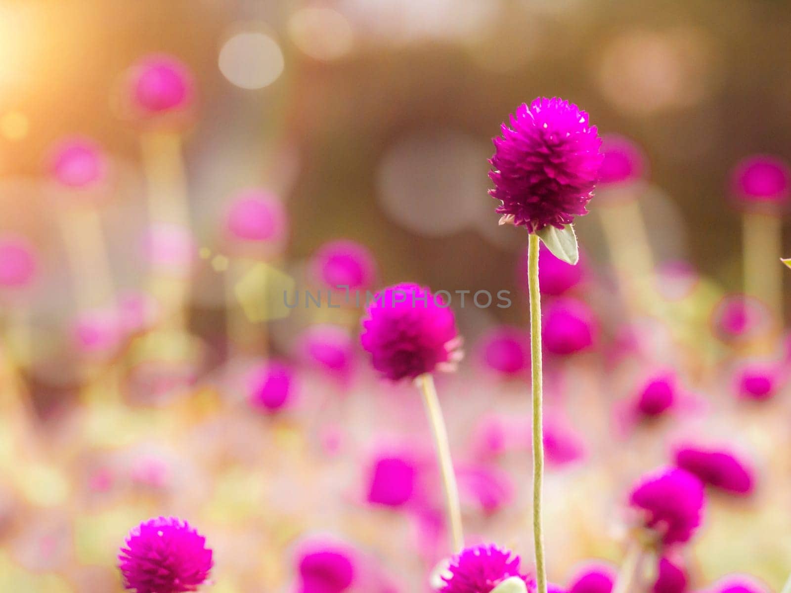 Vintage background little flowers, nature beautiful, toning design spring nature, sun plants .Purple color. Field of summer