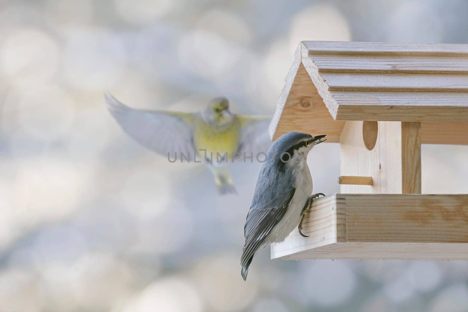 Eurasian nuthatch or wood nuthatch (Sitta europaea) in the bird feeder