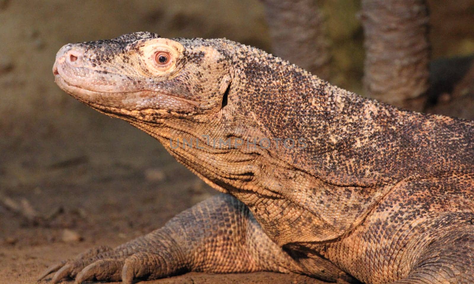 Monitor lizard is the common name of several large lizard species, comprising the genus Varanus.   Die Warane (Varanus) bilden eine etwa 79 Arten umfassende Gattung der Schuppenkriechtiere (Squamata).