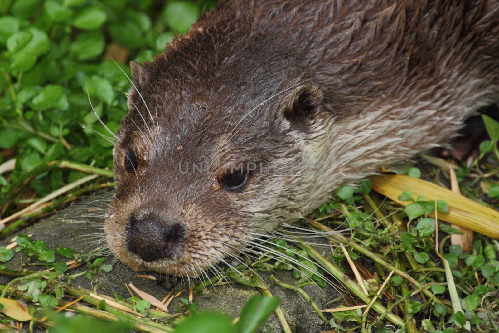 The Eurasian otter (Lutra lutra), also known as the European otter, Eurasian river otter, common otter, and Old World otter, is a semiaquatic mammal native to Eurasia..Der Fischotter (Lutra lutra) ist ein an das Wasserleben angepasster Marder, der zu den besten Schwimmern unter den Landraubtieren zählt.