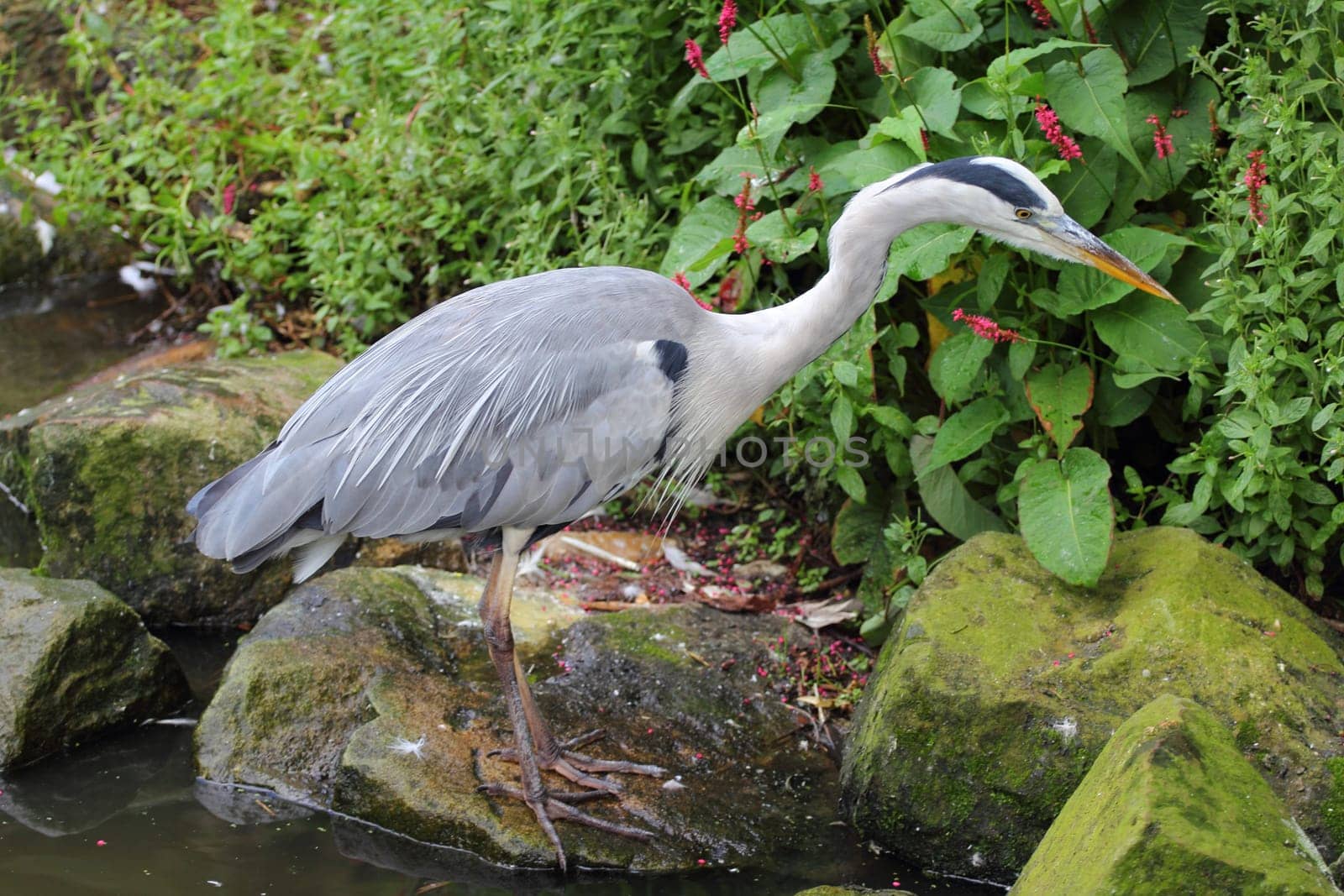 The Great Blue Heron (Ardea cinerea) is a bird species from the order of the Ciconiiformes.Der Graureiher oder Fischreiher (Ardea cinerea) ist eine Vogelart aus der Ordnung der Schreitvögel (Ciconiiformes).