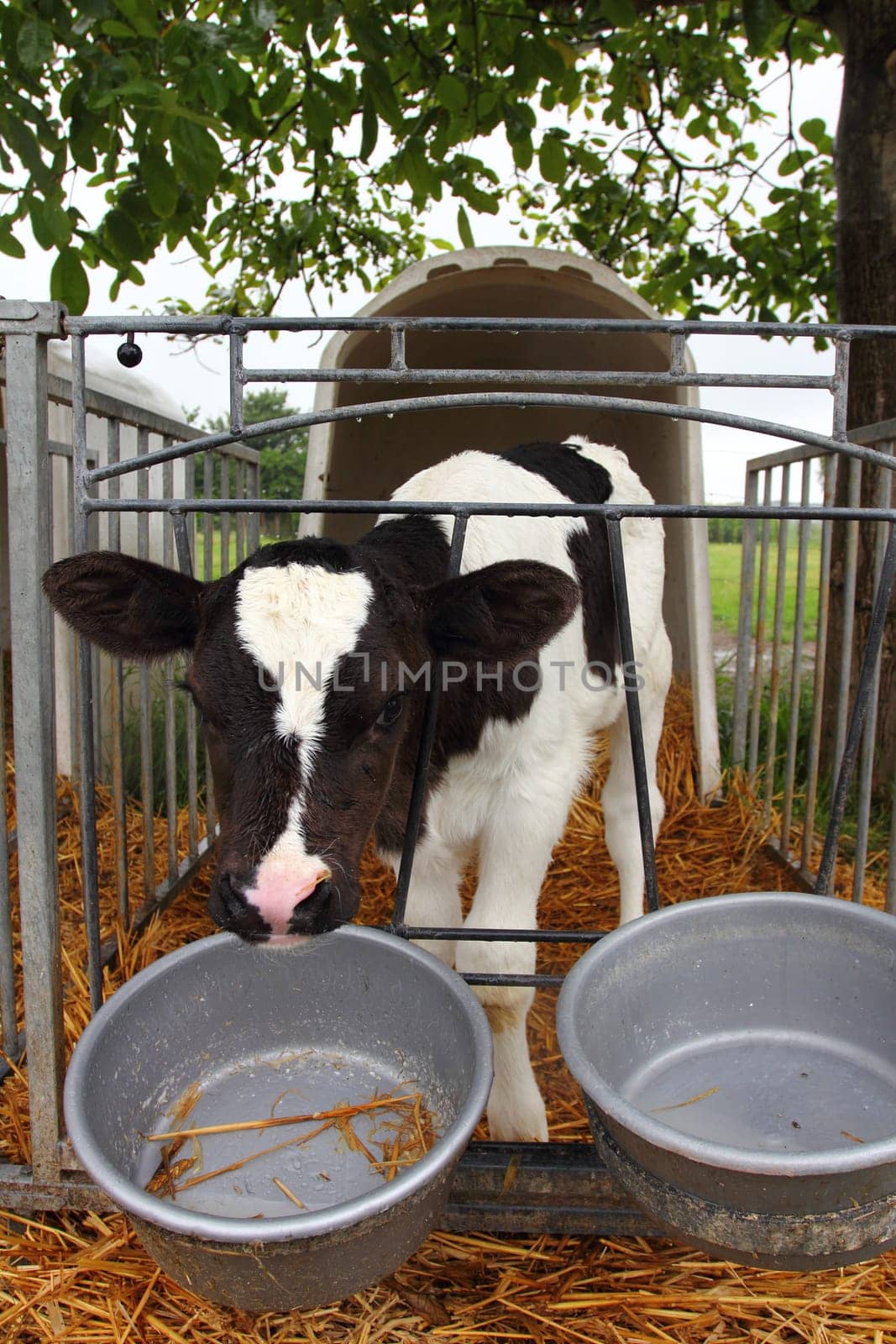 A few days old calf in his food box.Ein wenige Tage altes Kalb in seiner Futterbox.