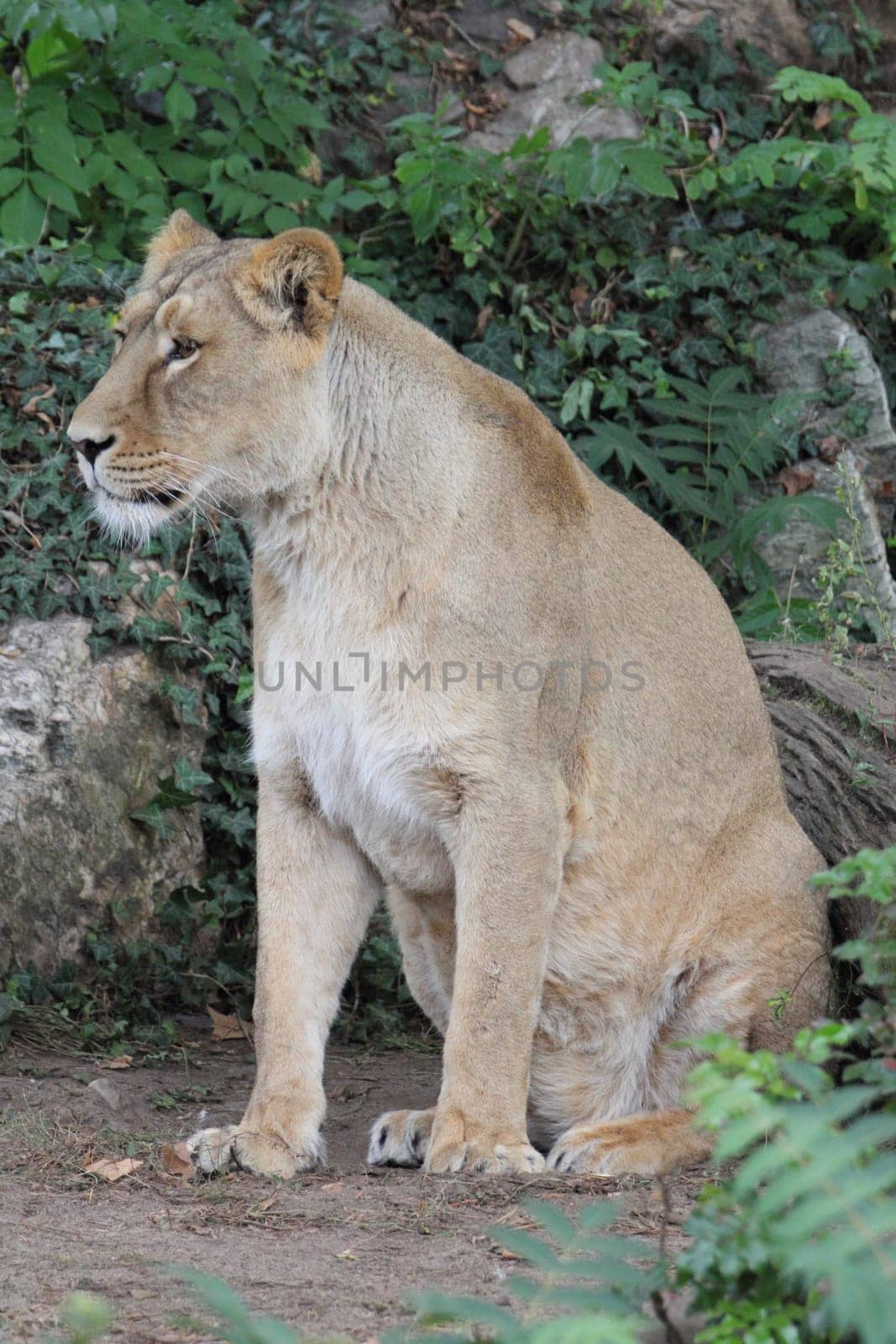 The Asiatic lion (Panthera leo leo) is a lion population in Gujarat, India, which is listed as Endangered on the IUCN Red List because of its small population size.Der Asiatische Löwe (Panthera leo persica), auch Persischer Löwe oder Indischer Löwe genannt, ist eine Unterart des Löwen