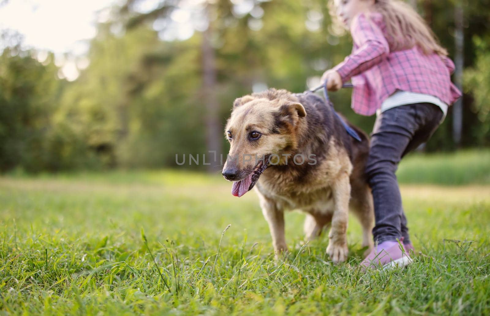 Child walking with a dog in nature. Girl with a pet outdoors in summer
