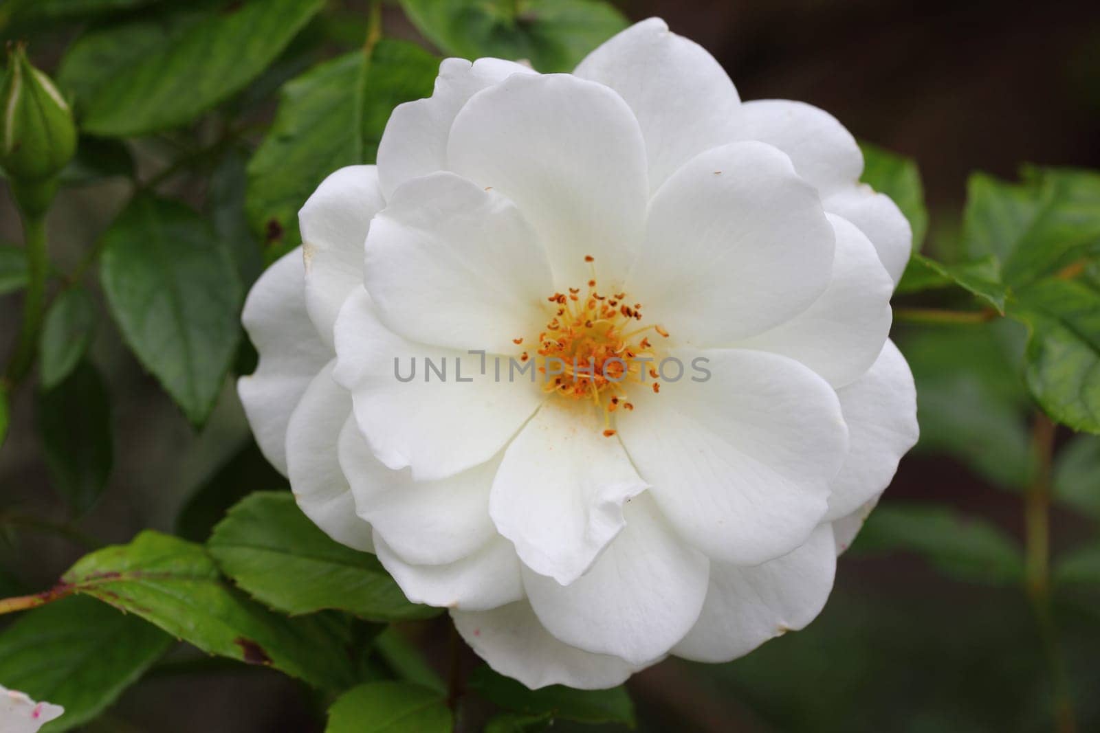 Hedge Rose, dogs-Rose, (Rosa canina), Rosehip, Rose, Bloom, Wild Rose, Blume, plant, white, nature, close-up, Flora, Buschrose, blooming, petals,.Die Hecken-Rose (Rosa corymbifera), auch Busch-Rose genannt, ist eine Pflanzenart aus der Gattung Rosen (Rosa).