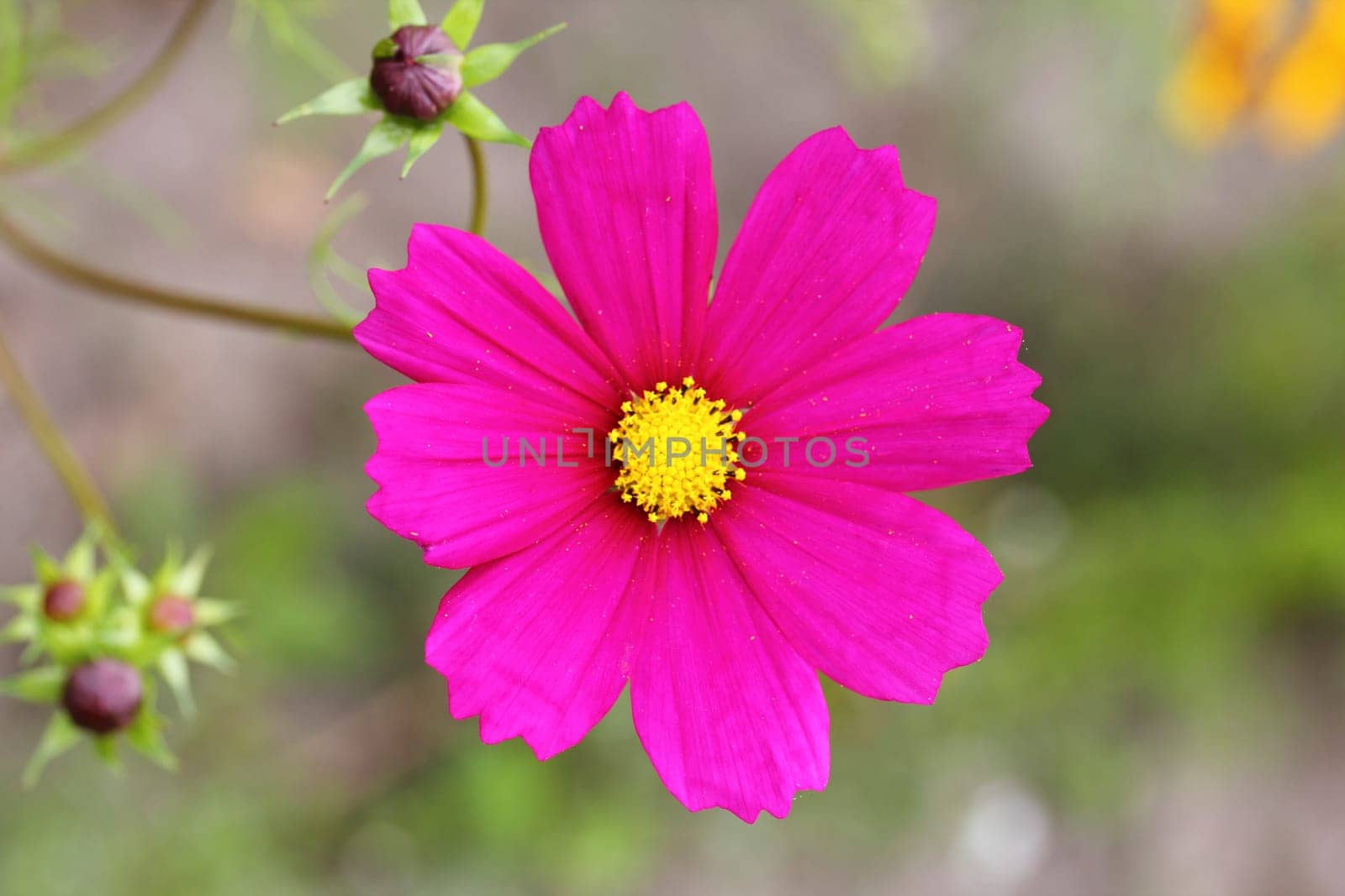 Silene dioica (syn. Melandrium rubrum),  is a herbaceous flowering plant in the family Caryophyllaceae.Die Rote Lichtnelke (Silene dioica),  ist eine Pflanzenart aus der Gattung Leimkräuter (Silene).