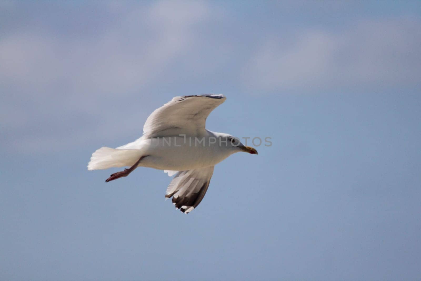 Close-up of a flying gull, with blue sky background .Nahaufnahme einer fliegenden Silbermöwe, mit blauem Himmel im Hintergrund.
