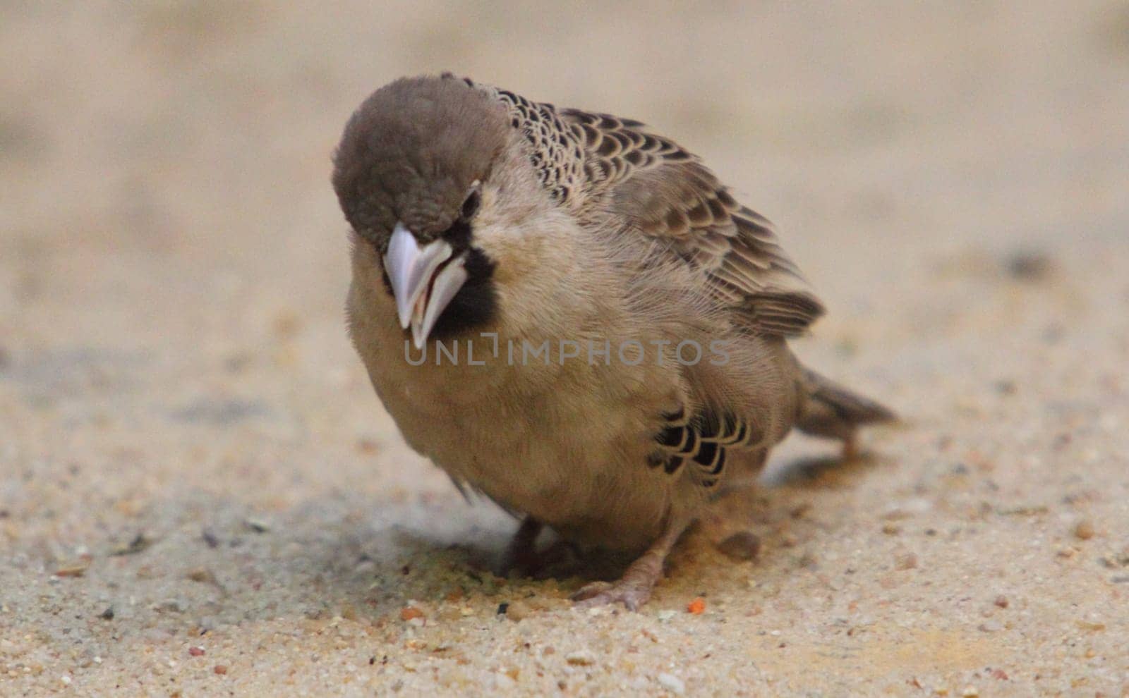 The sociable weaver (Philetairus socius), also commonly known as the common social weaver, common social-weaver, and social weaver, is a species of bird in the Weaver family endemic to Southern Africa.Der Siedelweber (Philetairus socius), auch Siedelsperling genannt, ist die einzige Art der Gattung Philetairus innerhalb der Familie der Webervögel (Ploceidae)