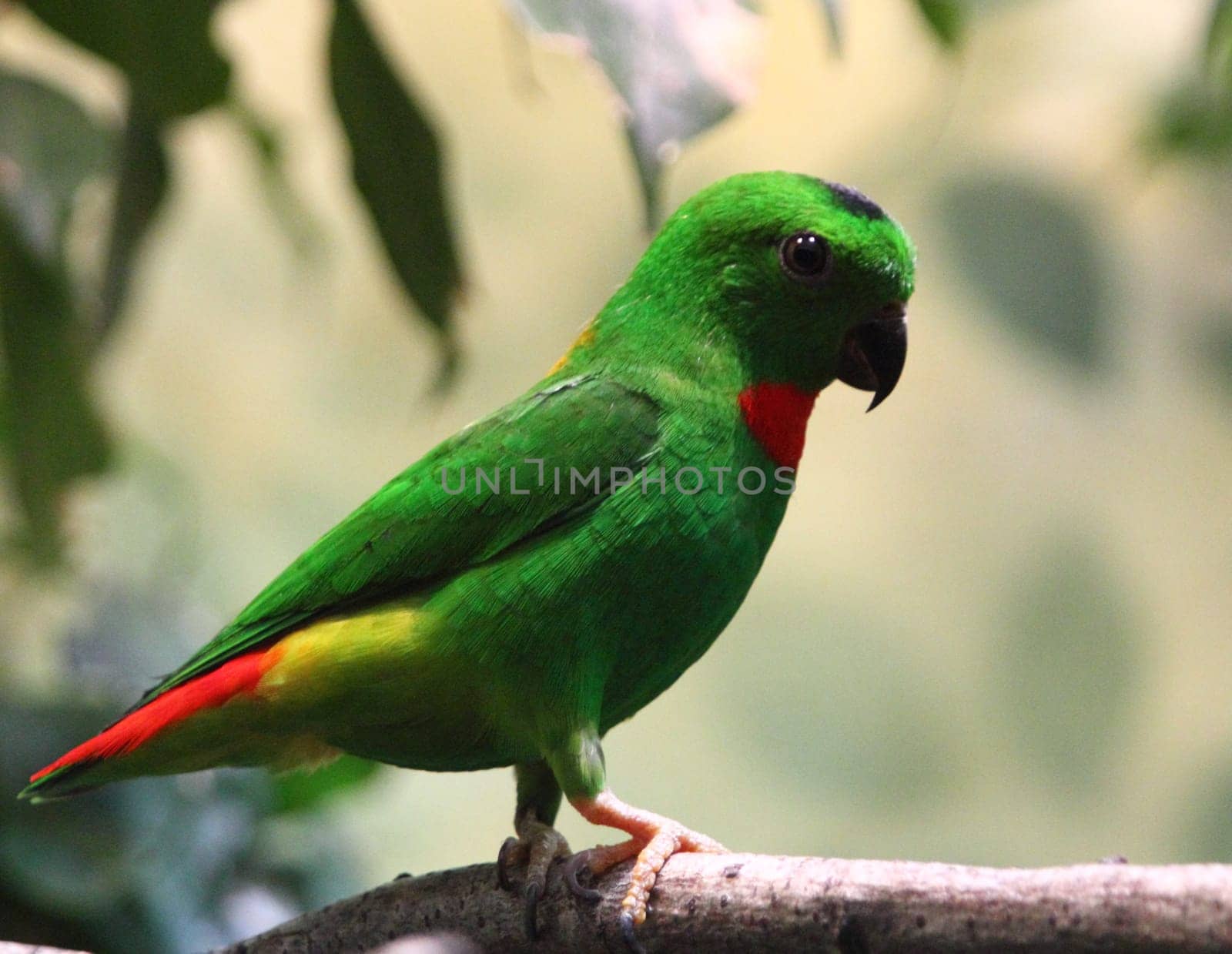 The blue-crowned hanging parrot (Loriculus galgulus) is a small mainly green parrot found in forested lowlands in southern Burma and Thailand, Malaya, Singapore, and Indonesia.Das Blaukrönchen (Loriculus galgulus) ist eine Art der Eigentlichen Papageien (Psittacidae). Namensgebend ist der blaue Scheitel am Kopf, der bei den Männchen vorhanden ist