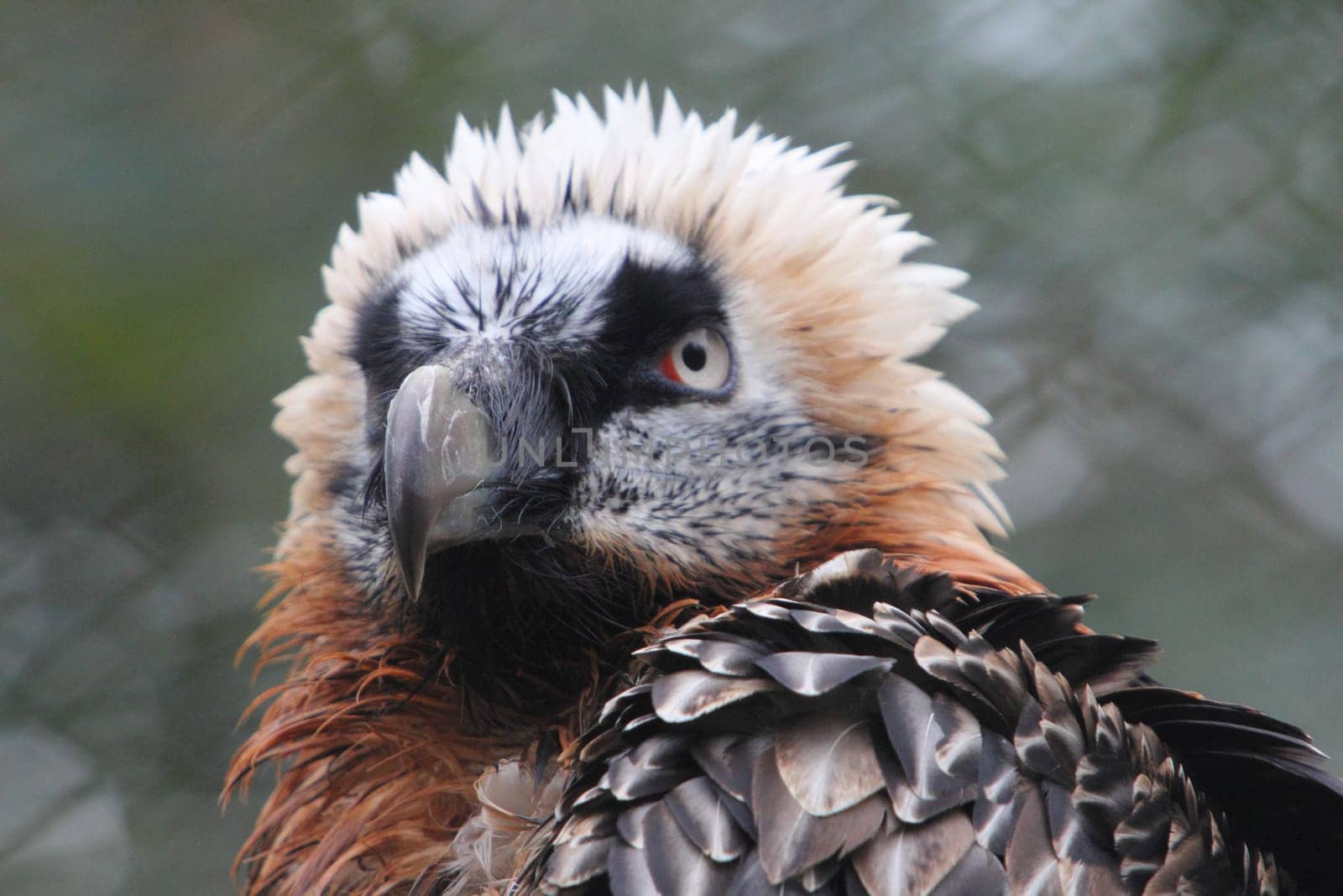 The bearded vulture (Gypaetus barbatus), also known as the lammergeier or ossifrage, is a bird of prey and the only member of the genus Gypaetus.Der Bartgeier (Gypaetus barbatus) oder Lämmergeier ist ein Greifvogel aus der Familie der Habichtartigen (Accipitridae).