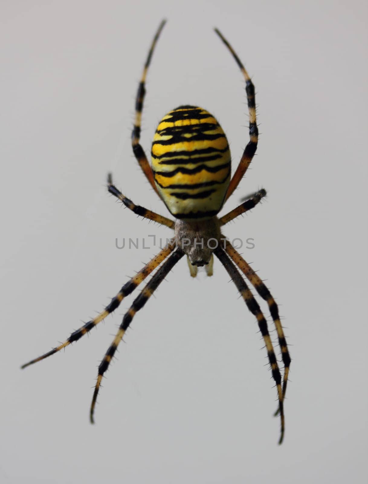 Argiope bruennichi (wasp spider) is a species of orb-web spider distributed throughout central Europe, northern Europe, north Africa, parts of Asia, the Azores archipelago.Die Wespenspinne (Argiope bruennichi) (auch Zebraspinne, Tigerspinne oder Seidenbandspinne) ist eine Spinne aus der Familie der Echten Radnetzspinnen