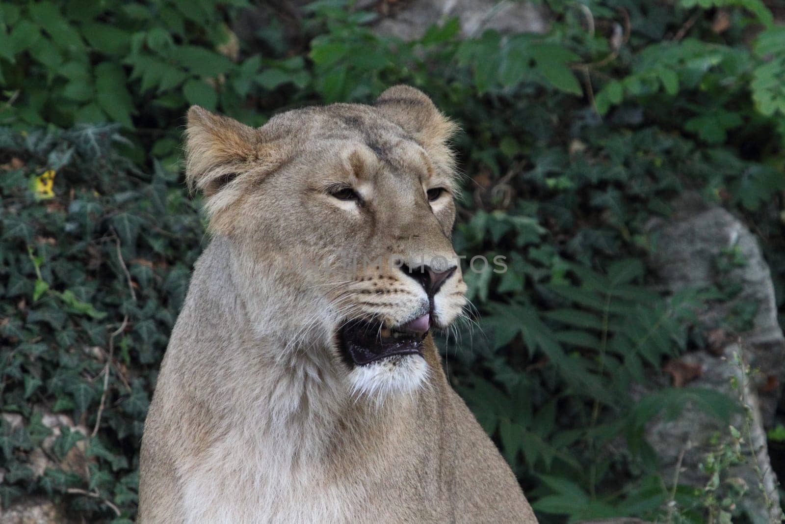 The Asiatic lion (Panthera leo leo) is a lion population in Gujarat, India, which is listed as Endangered on the IUCN Red List because of its small population size.Der Asiatische Löwe (Panthera leo persica), auch Persischer Löwe oder Indischer Löwe genannt, ist eine Unterart des Löwen
