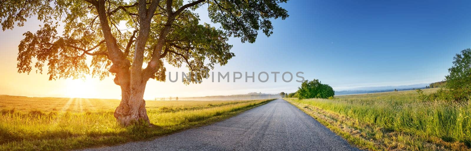 Alone old tree on the countryside near rural road. Panoramic background in the natural park in the early morning.