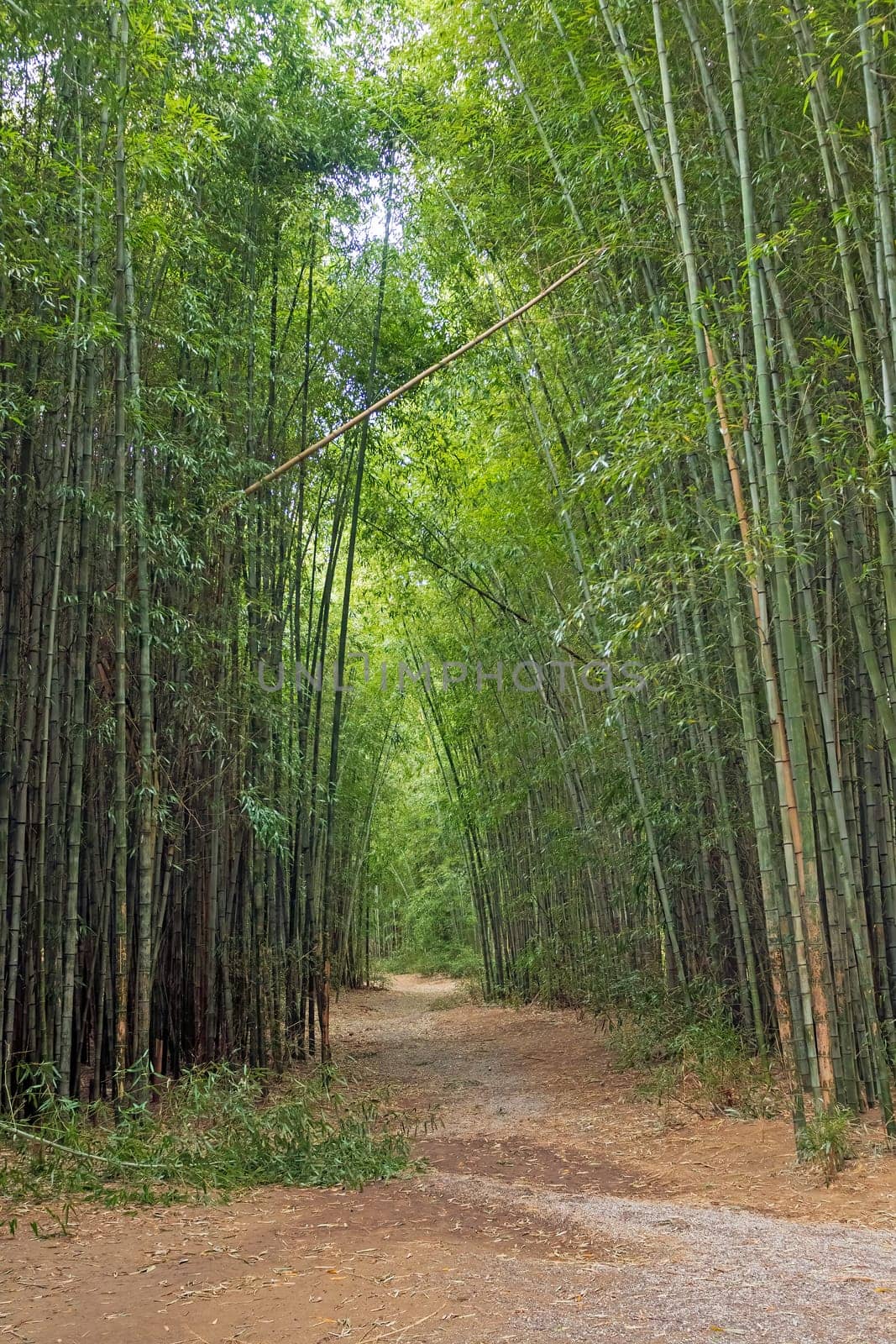 Winding Trail Through a Bamboo Forest in Cherokee North Carolina