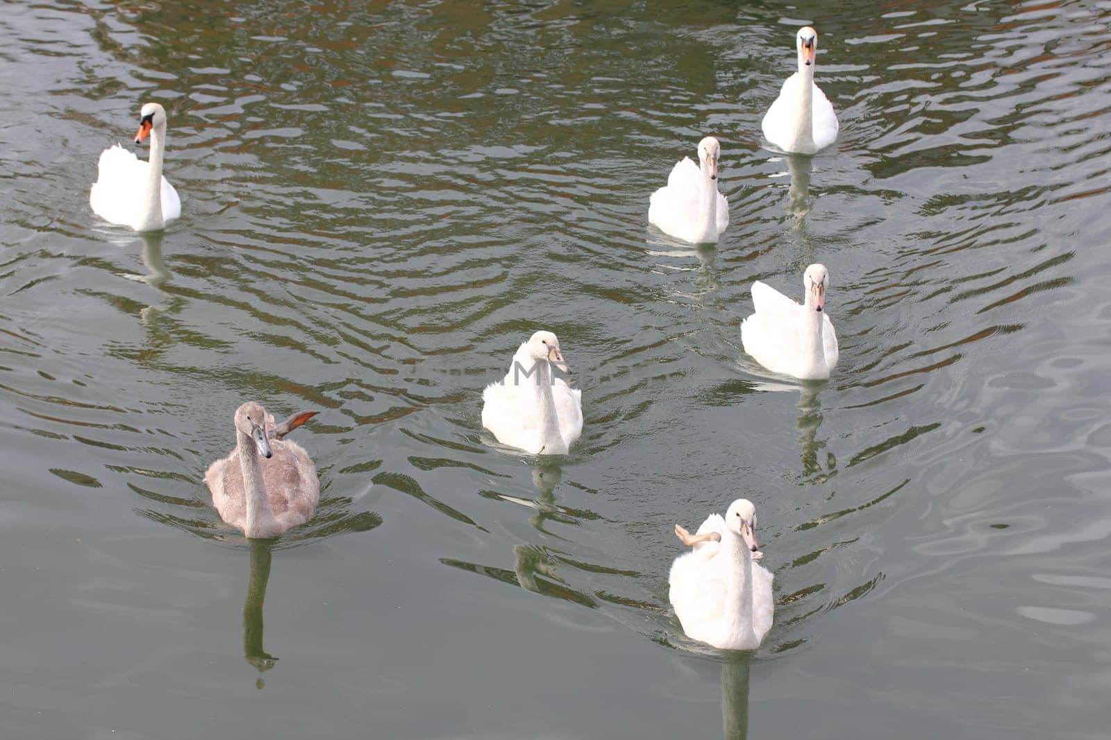The mute swan (Cygnus olor) is a species of swan and a member of the waterfowl family Anatidae.Der Höckerschwan ist eine Vogelart, die innerhalb der Entenvögel zur Gattung der Schwäne und zur Unterfamilie der Gänse gehört.