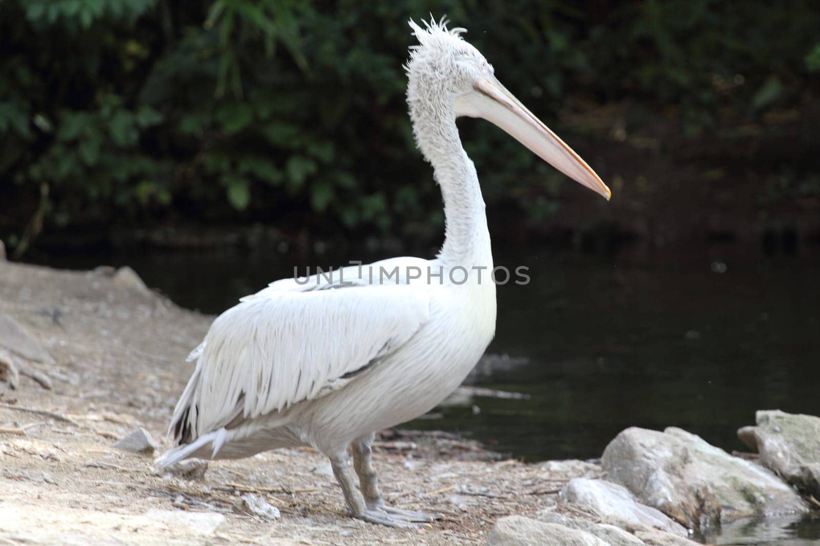 The Dalmatian pelican (Pelecanus crispus) is a massive member of the pelican family.Der Krauskopfpelikan (Pelecanus crispus) gehört zur Familie der Pelikane (Pelecanidae).