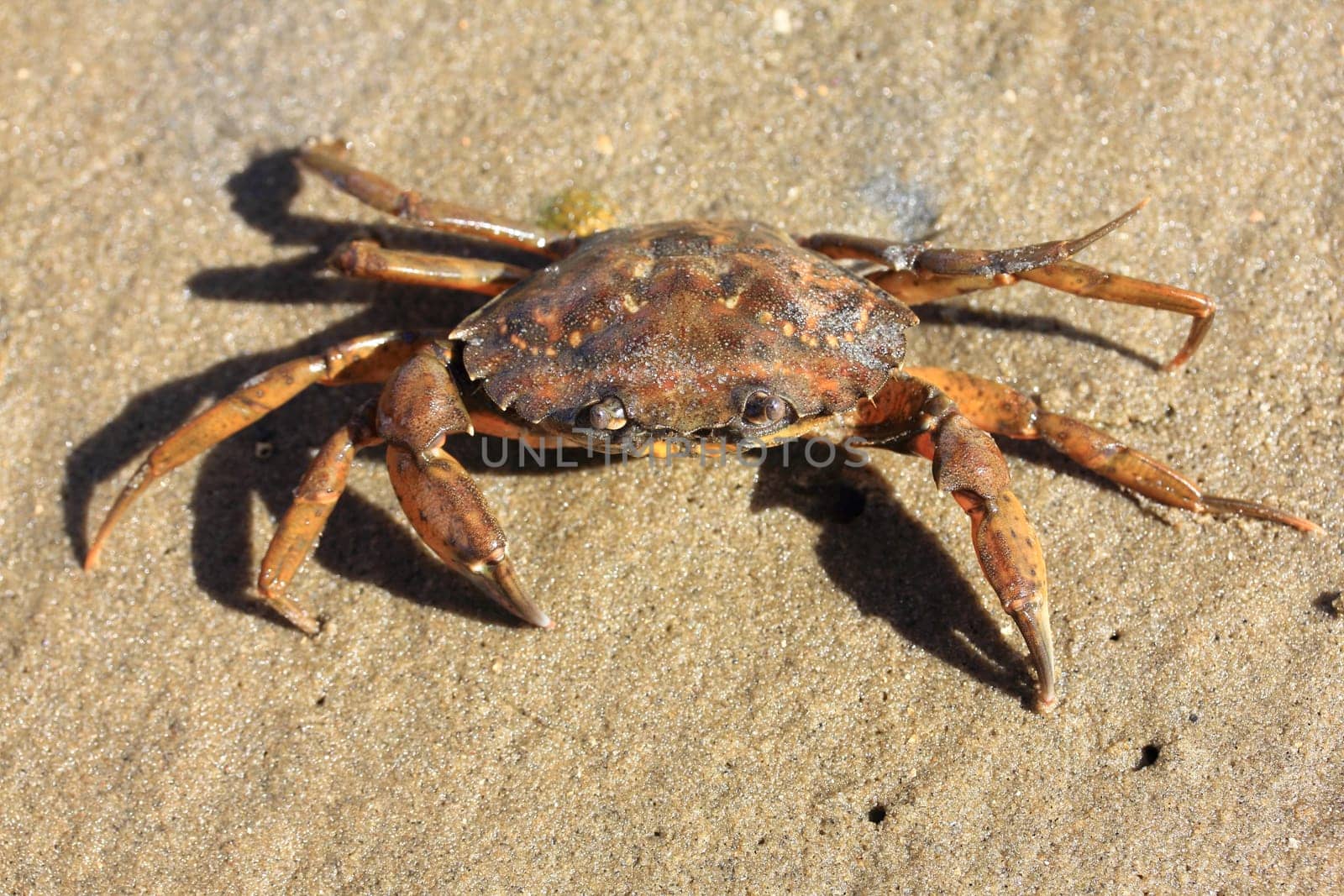 Close-up of a little beach crab (Carcinus maenas).Nahaufnahme von einer kleinen Strandkrabbe (Carcinus maenas).