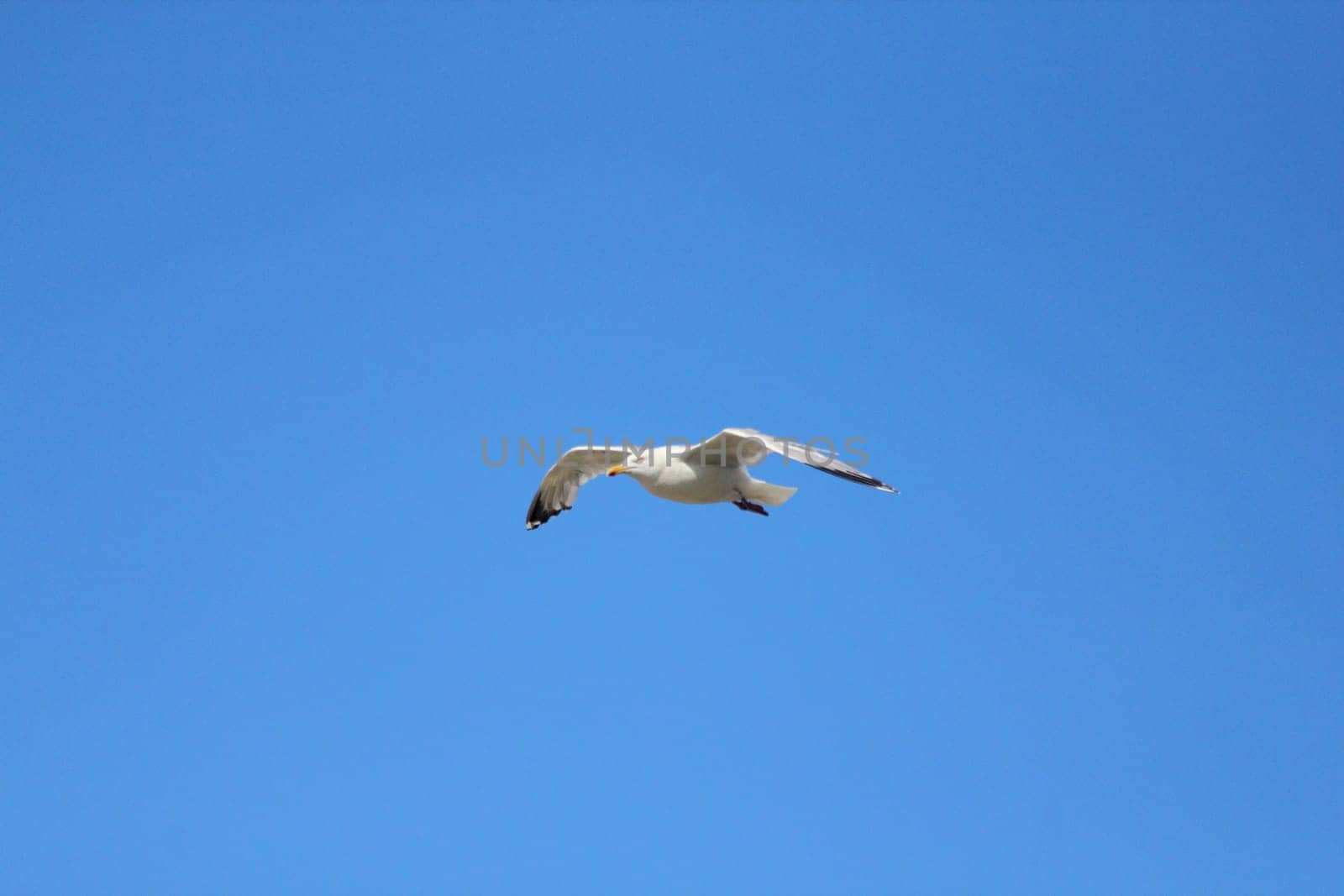Close-up of a flying gull, with blue sky background .Nahaufnahme einer fliegenden Silbermöwe, mit blauem Himmel im Hintergrund.