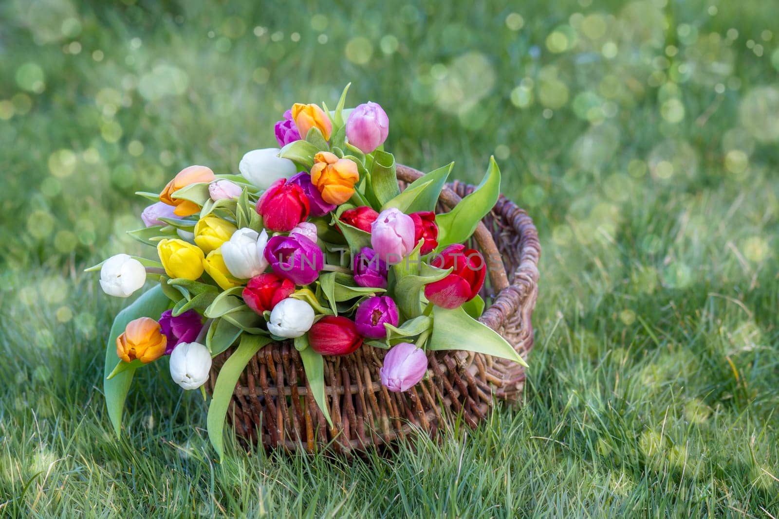 Colorful fresh tulips in wicker basket in the garden