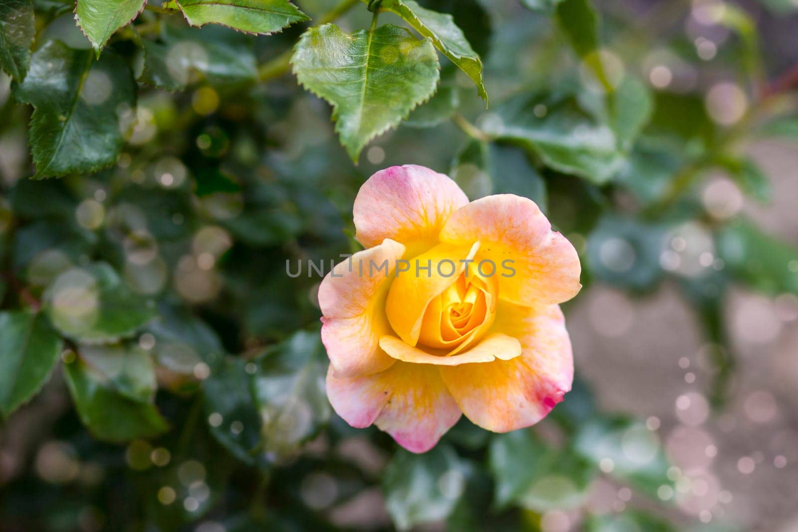 yellow rose in a garden - close up