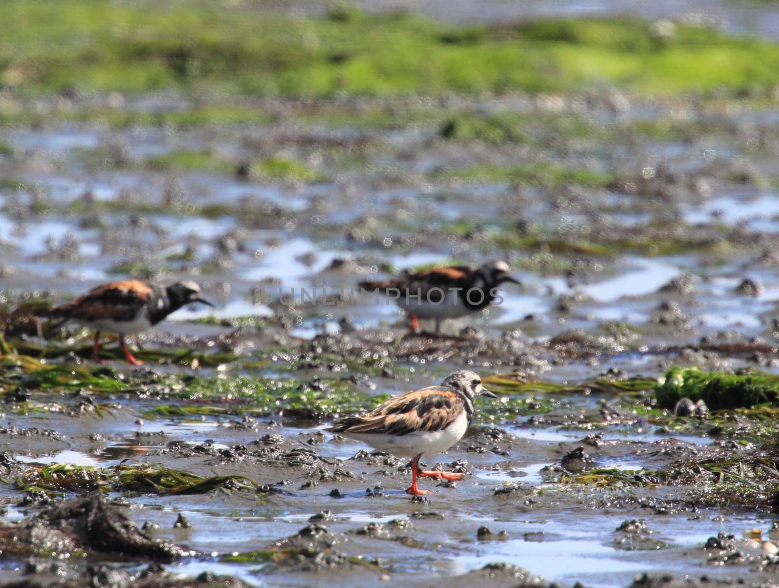The ruddy turnstone (Arenaria interpres) is a small wading bird, one of two species of turnstone in the genus Arenaria.Der Steinwälzer (Arenaria interpres) ist eine Vogelart aus der Familie der Schnepfenvögel (Scolopacidae).