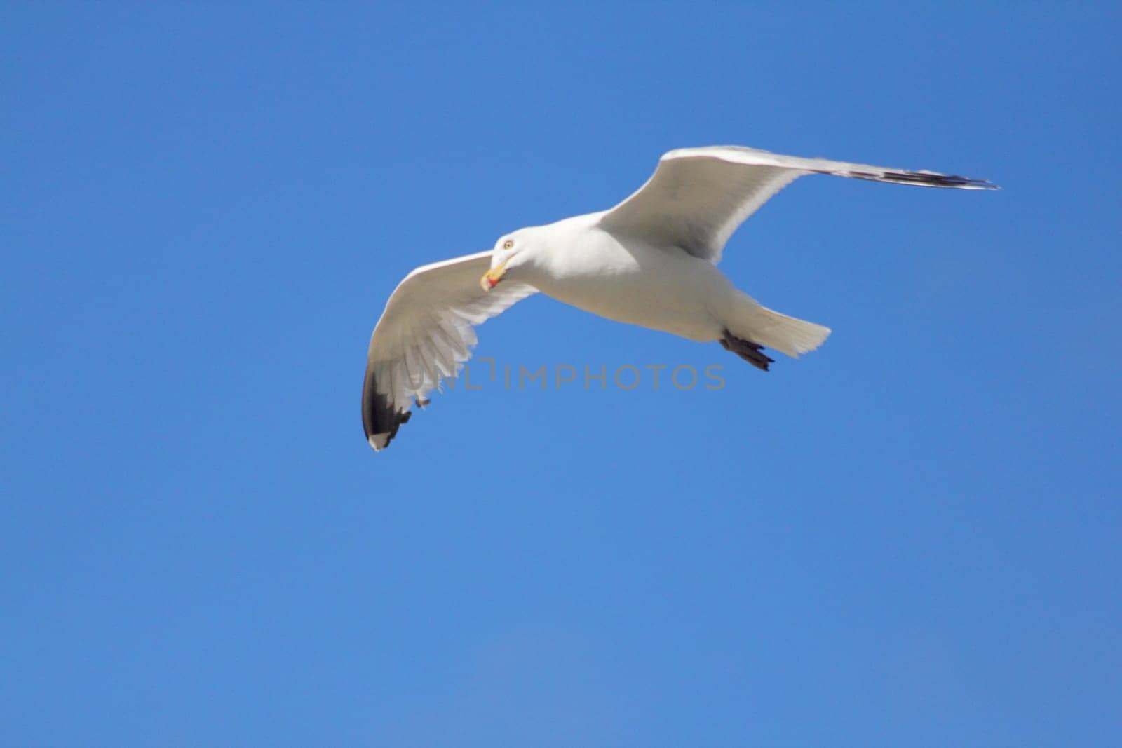 Close-up of a flying gull, with blue sky background .Nahaufnahme einer fliegenden Silbermöwe, mit blauem Himmel im Hintergrund.
