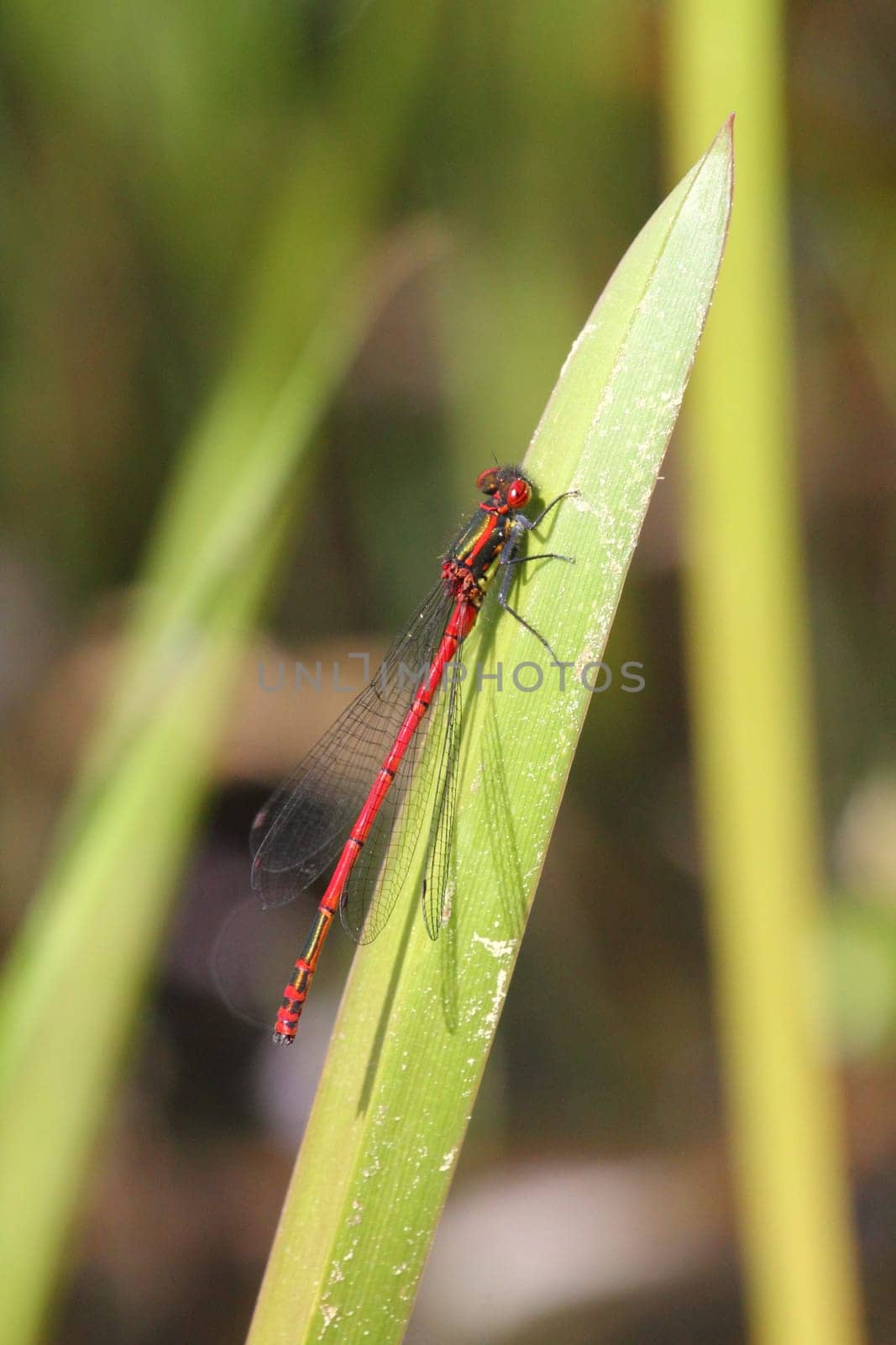 The Scarlet (Ceriagrion tenellum), is a small bark species from the family of the slimy bark (Coenagrionidae).Die Scharlachlibelle (Ceriagrion tenellum), ist eine Kleinlibellenart aus der Familie der Schlanklibellen (Coenagrionidae).