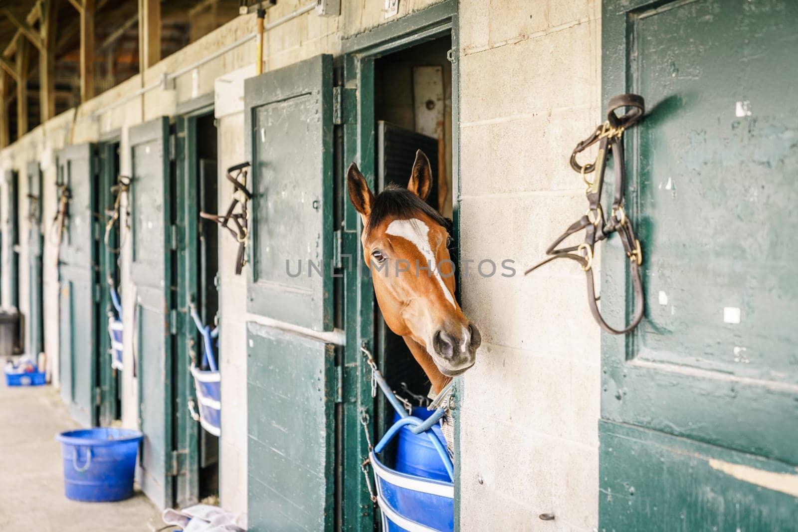 Thoroughbred race horse in a stable in Lexington, Kentucky