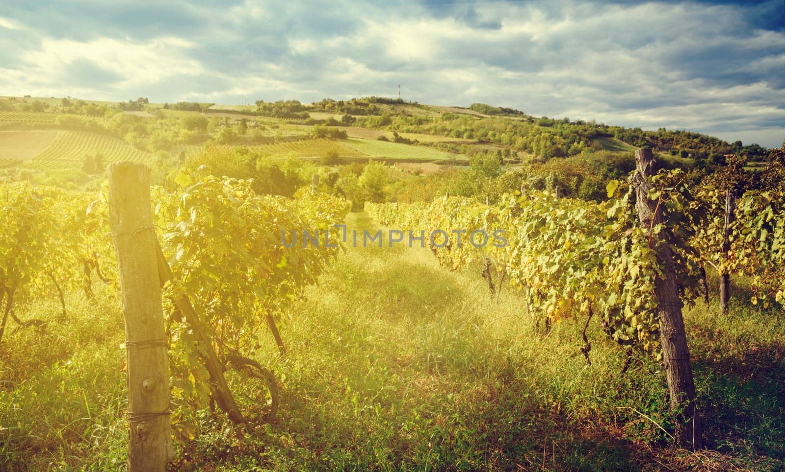 Nature landscape. Wineyard with sunlight at late summer. Wine industry concept.