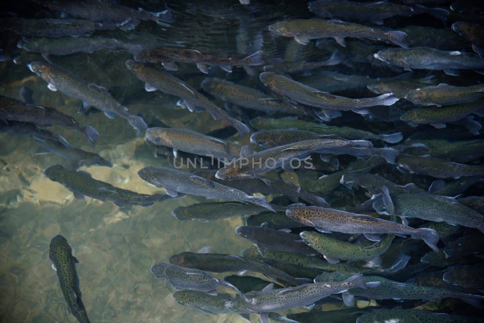 Flock of brown trouts swimming in the fish pond