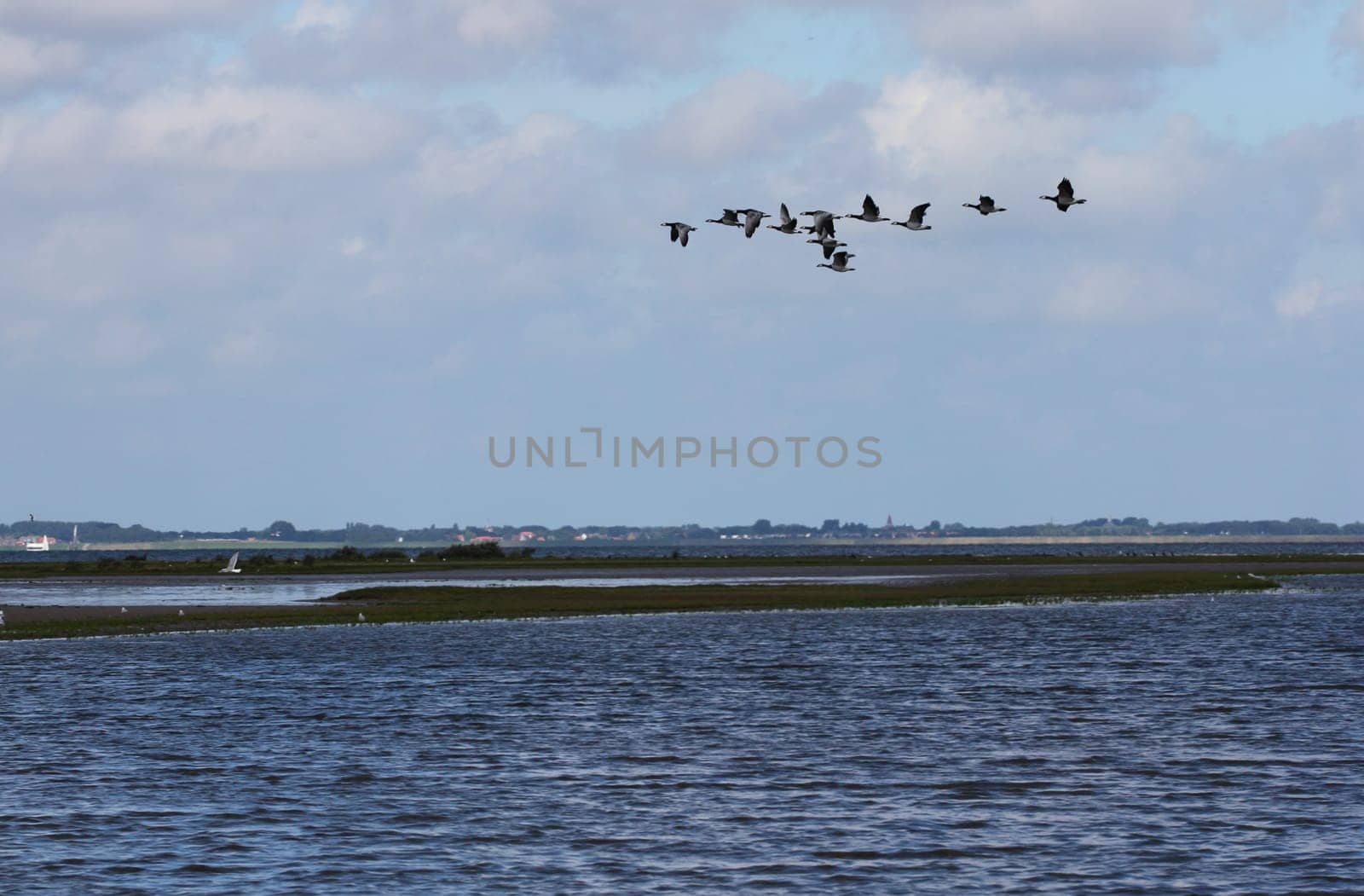 A swarm of wild geese at the fly over a water surface.ein Schwarm Wildgänse beim überfliegen einer Wasserfläche.