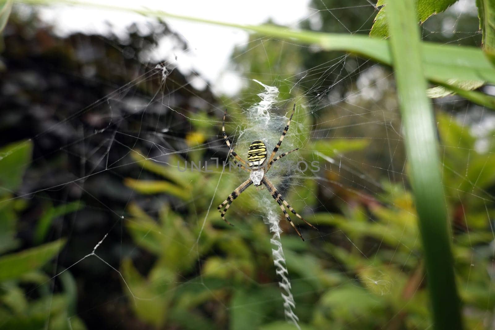 Wespenspinne (Argiope bruennichi) (auch Zebraspinne, Tigerspinne oder Seidenbandspinne) in ihrem Spinnennetz
