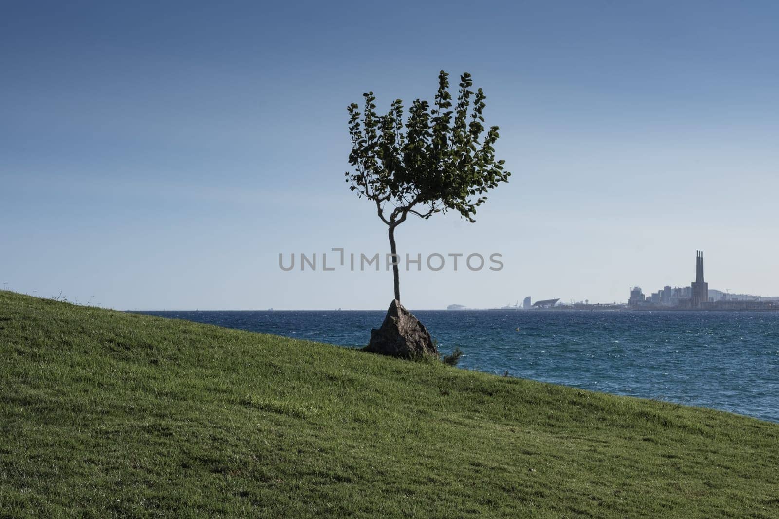 Seascape showing a solitary tree near the beach of Montgat (Spain) and the Barcelona city skyline in the background.