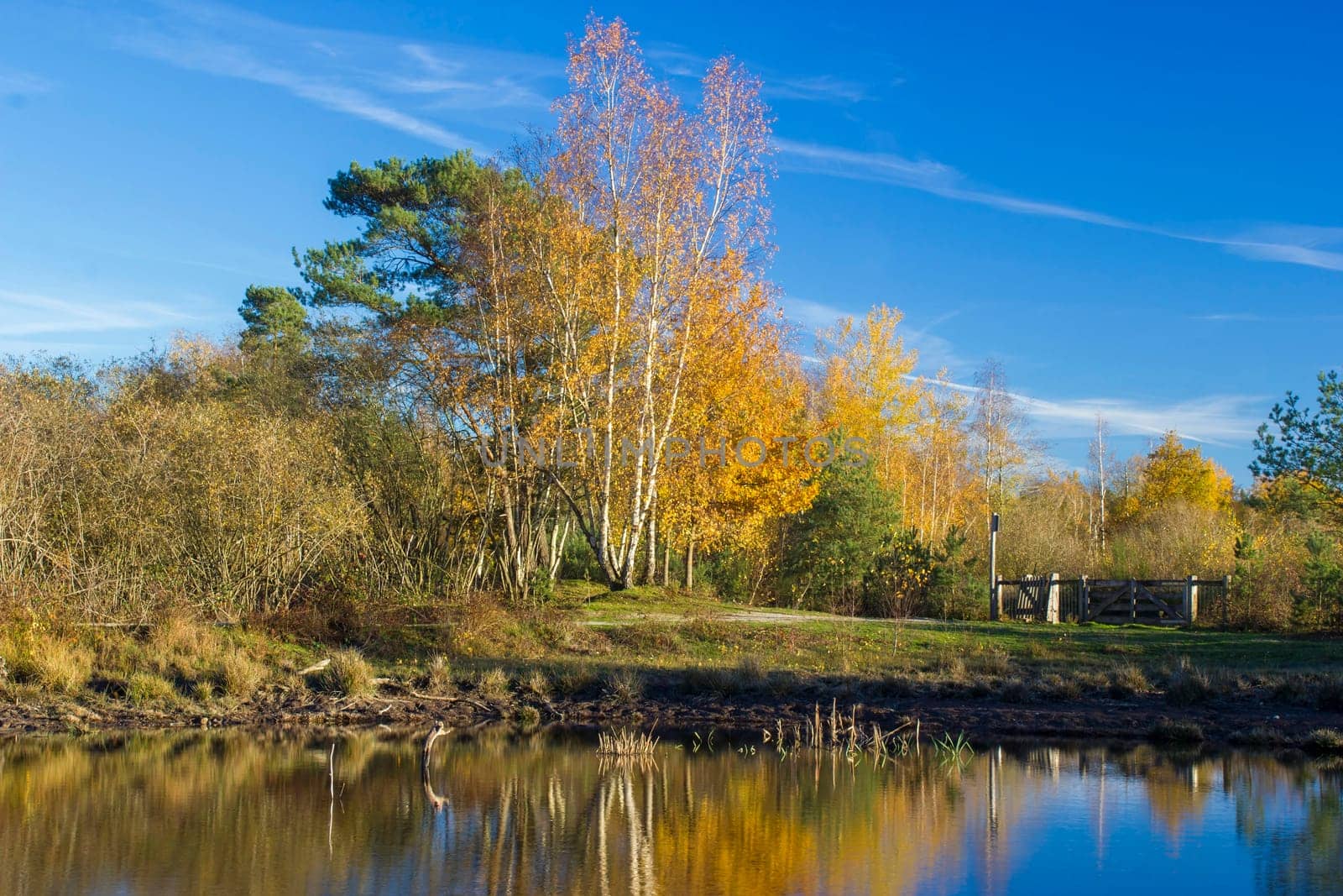 Landscape in the National Park Maasduinen in the Netherlands