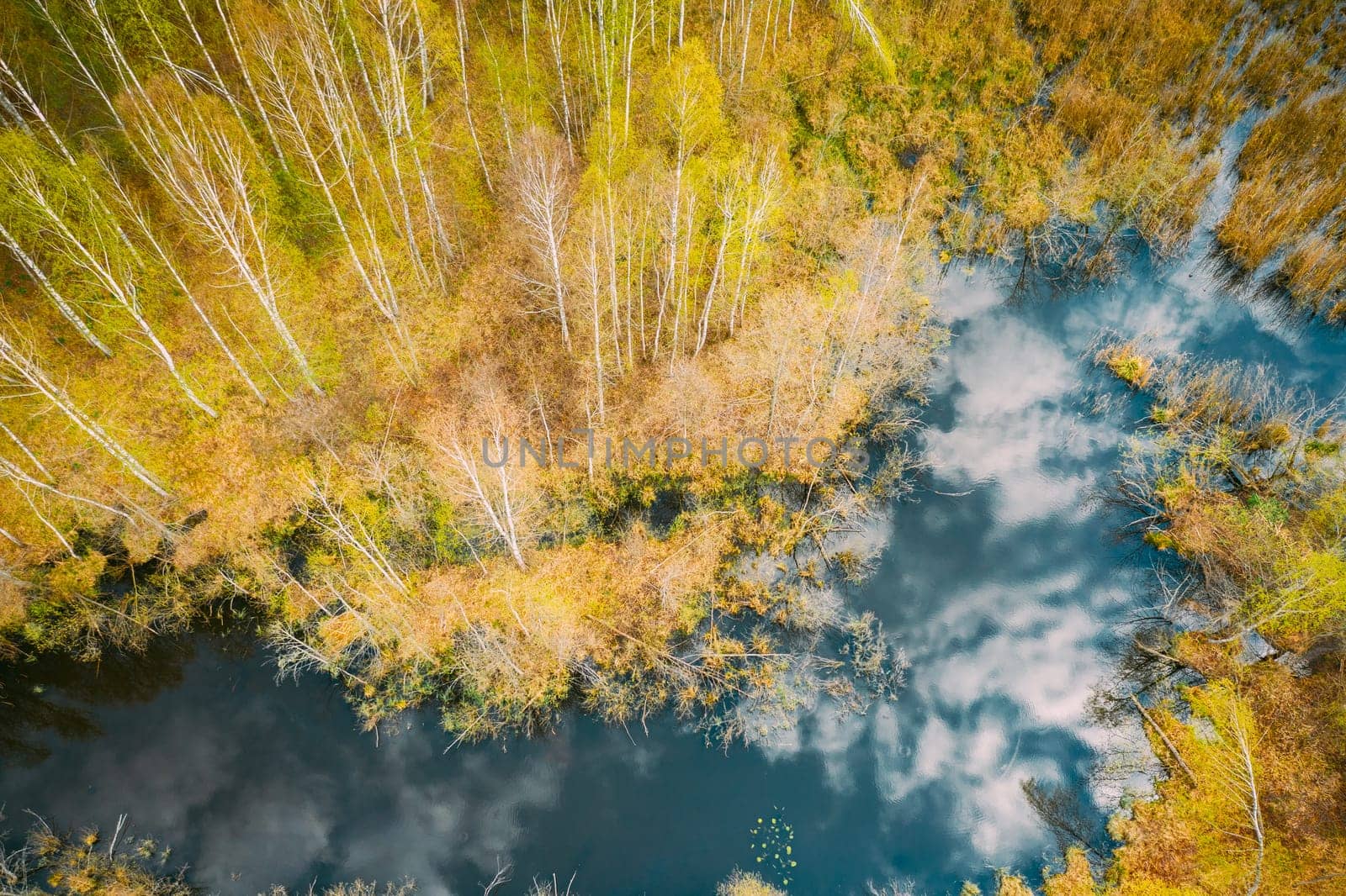 Spring Season. Aerial View. Young Birches Grow Among Small Marsh Bog Swamp. Deciduous Trees With Young Foliage Leaves In Landscape In Early Spring. Sky And Clouds Reflected In Water.