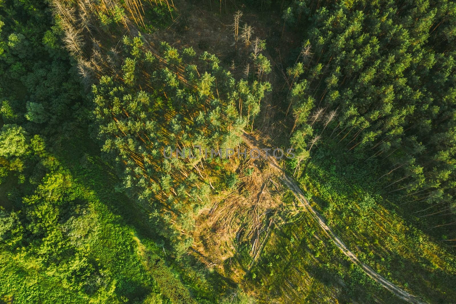 Aerial View Green Forest Deforestation Area Landscape. Top View Of Fallen Pine Woods Trunks And Growing Forest. European Nature From High Attitude In Summer Season. Drone View. Bird's Eye View.