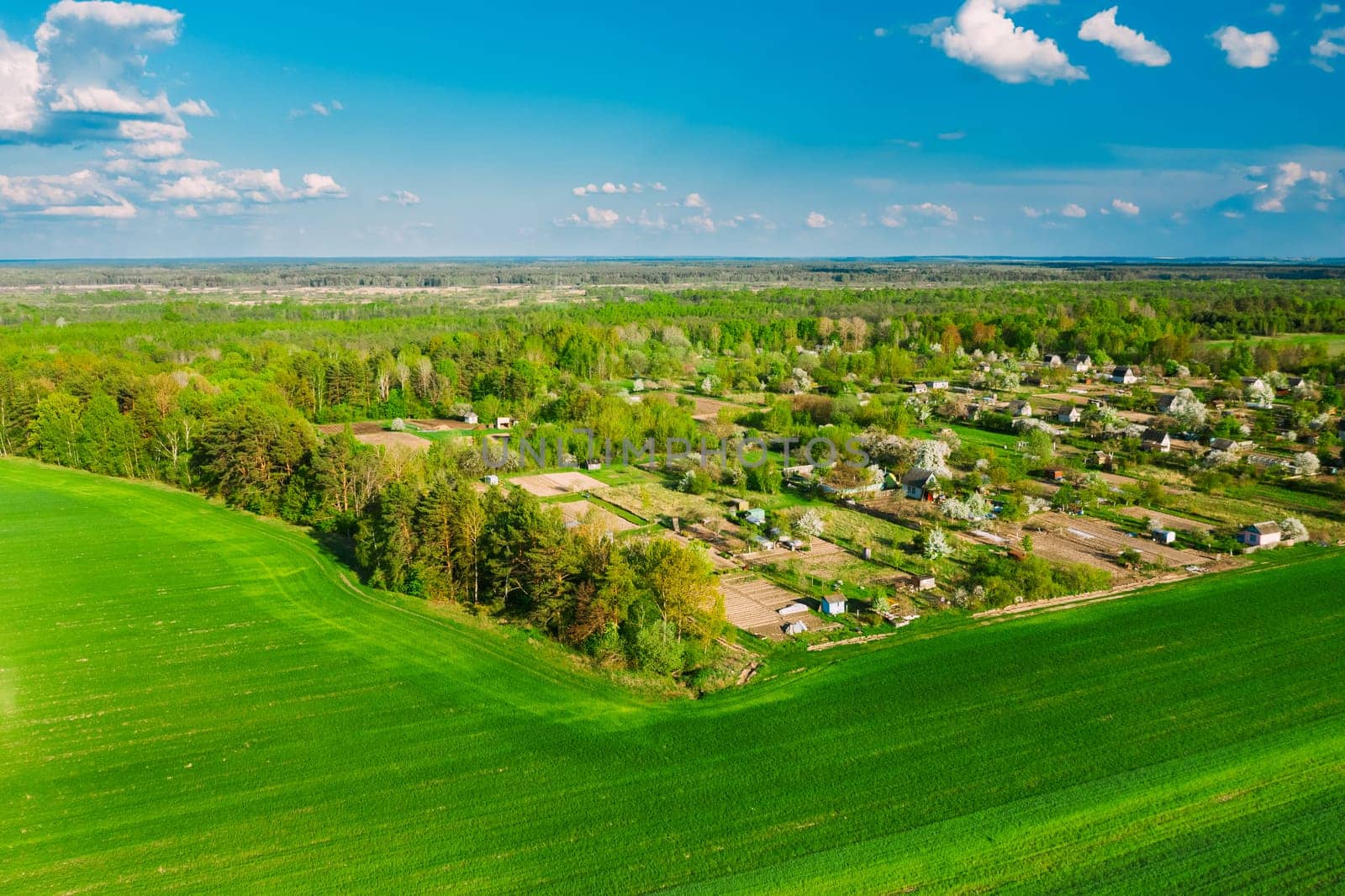 Countryside Rural Green Field Landscape With Young Wheat Sprouts And Small Russian Village In Spring Summer Cloudy Day. Agricultural Field. Young Wheat Shoots. Aerial View.