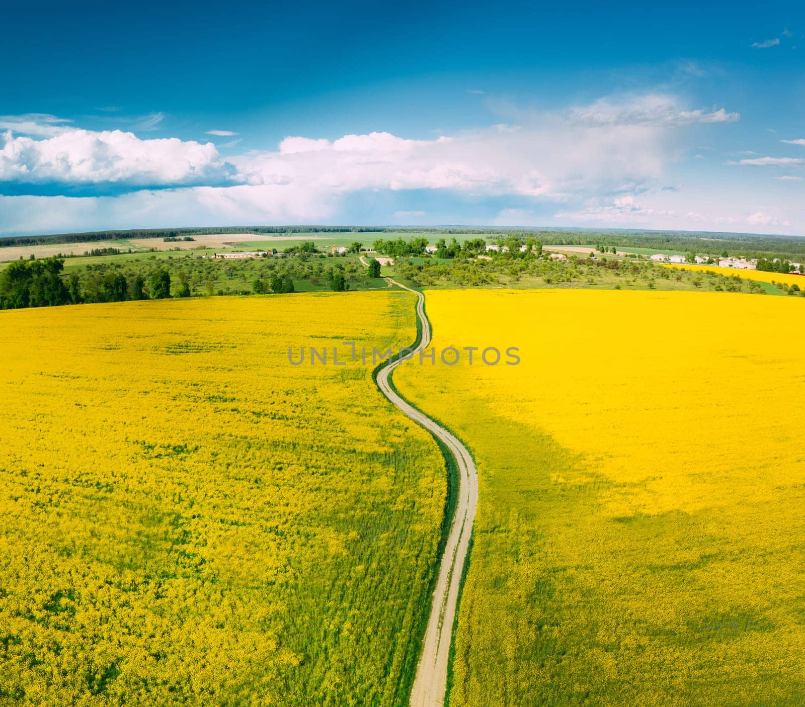 Aerial View Of Agricultural Landscape With Flowering Blooming Rapeseed, Oilseed In Field In Spring Season. Blossom Of Canola Yellow Flowers. Beautiful Rural Country Road.