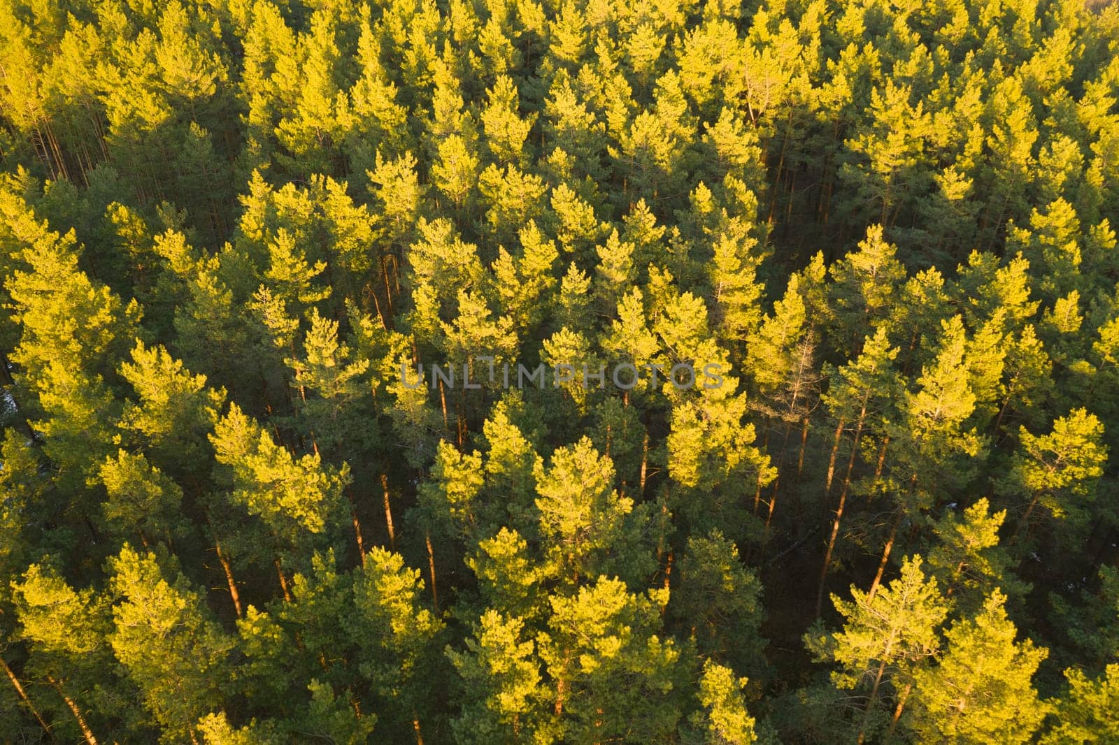 Aerial View Of Green Pine Coniferous Forest In Landscape During Sunset In Spring. Top View From Attitude. Drone View Of European Woods At Springtime.