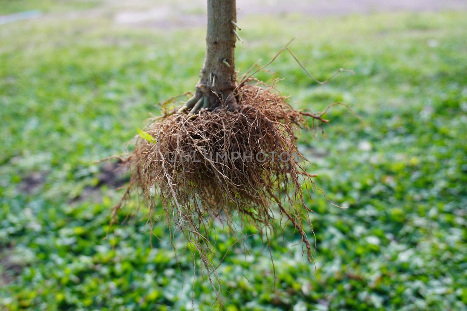 Close up of root system from a tree.