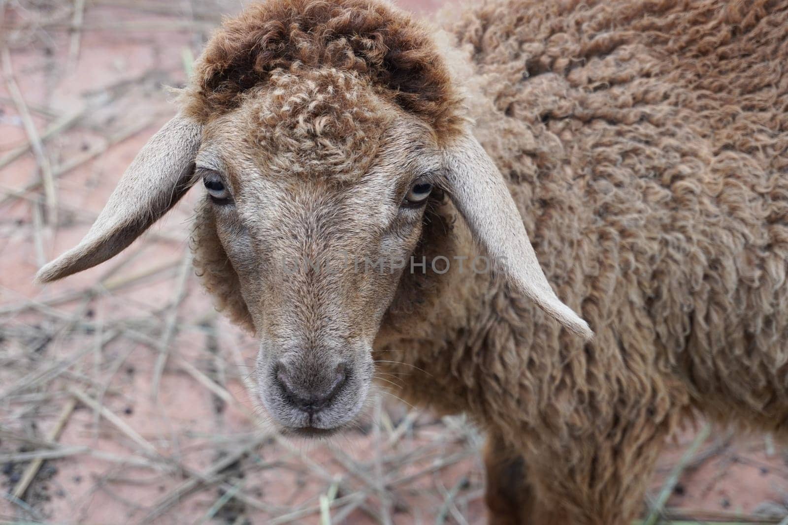 Sheep looking at camera in the farm.