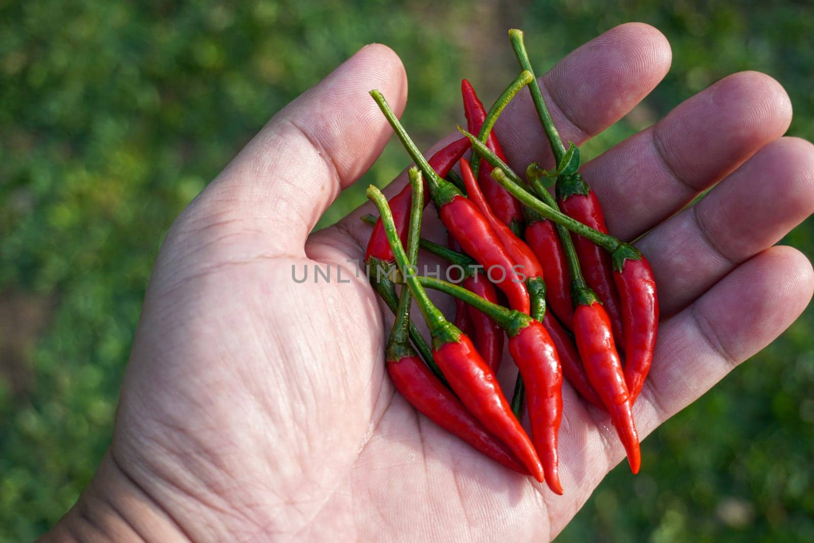 Red hot fresh chili peppers