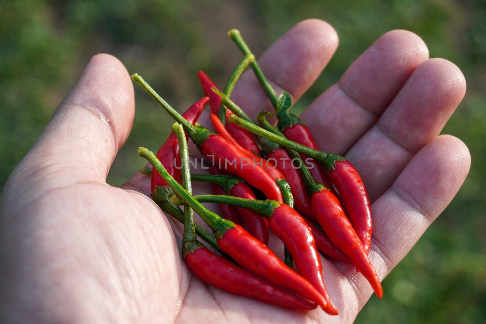 Red hot fresh chili peppers