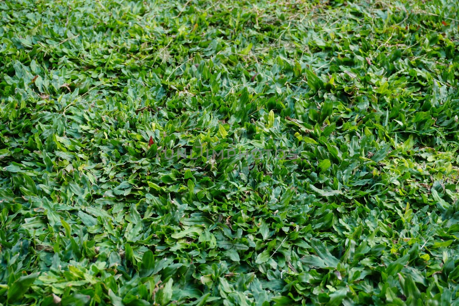 Green grass texture background Top view.