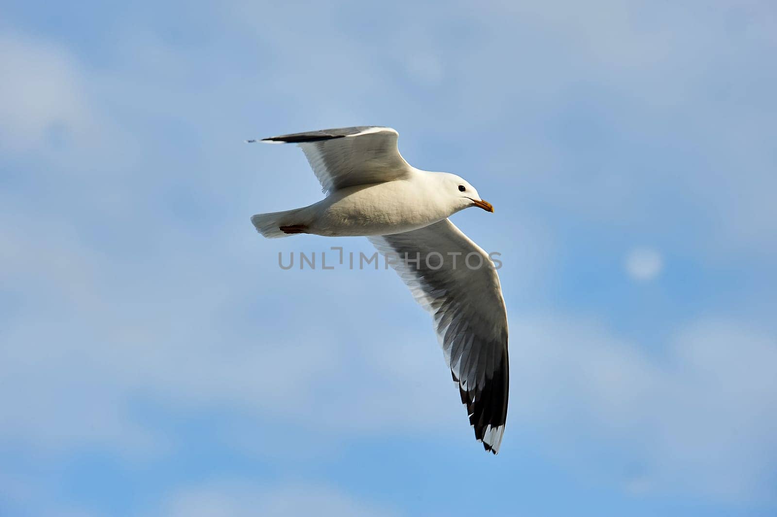 a seagull soaring in a blue sky with clouds. High quality photo