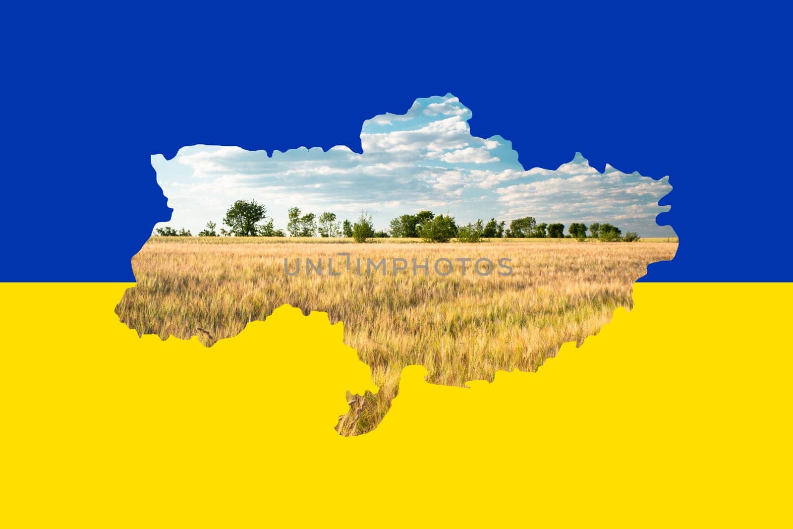 Wheat field in the shape of the Ukraine on a blue and yellow colored flag, food shortage caused by war