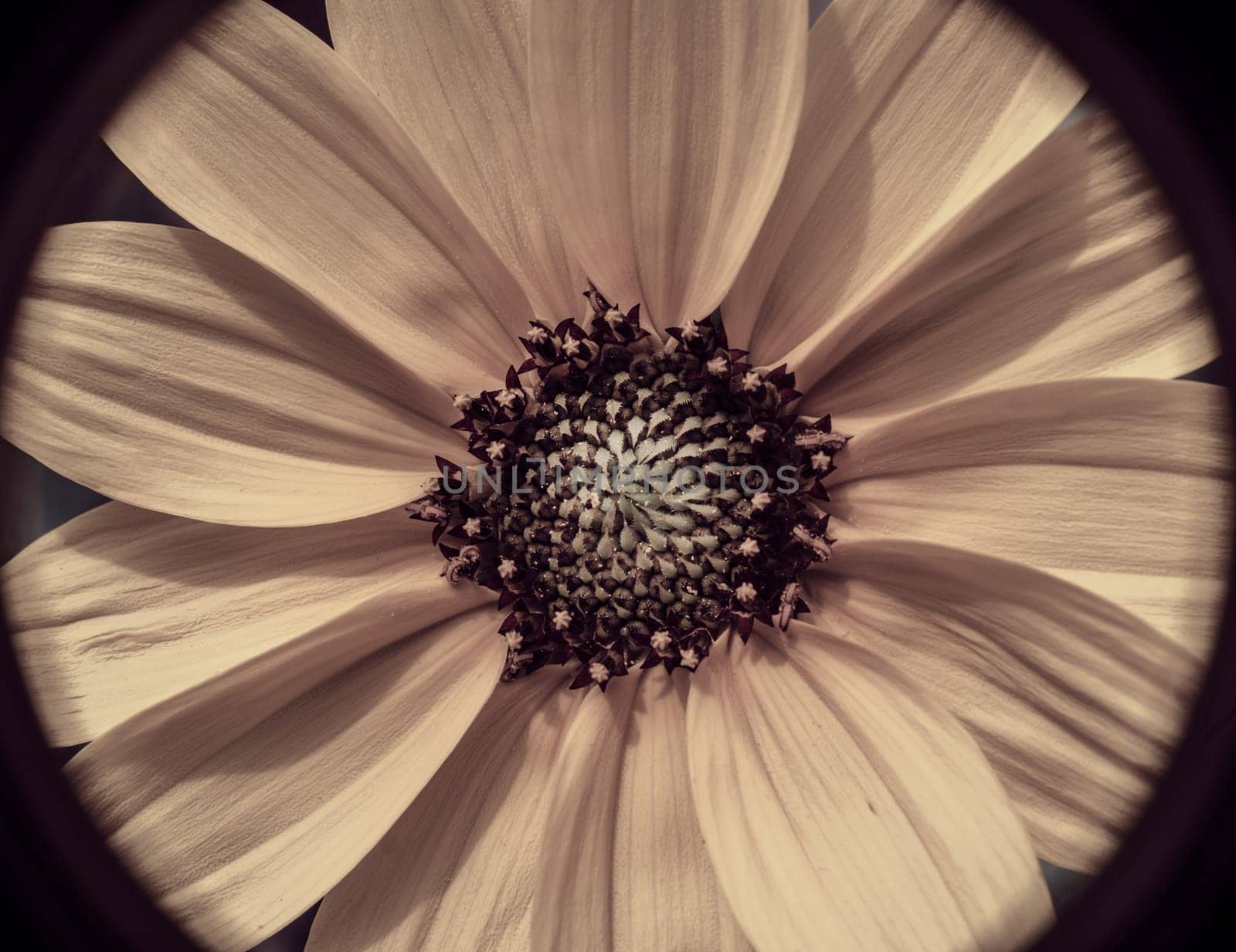 A sunflower blossom