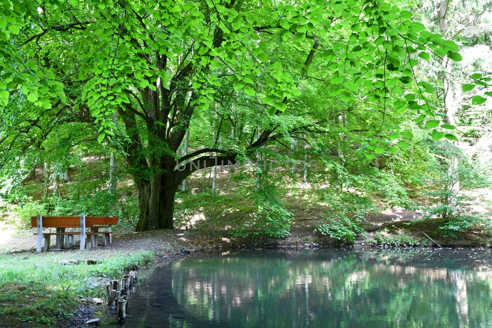 relaxing by a summer pond