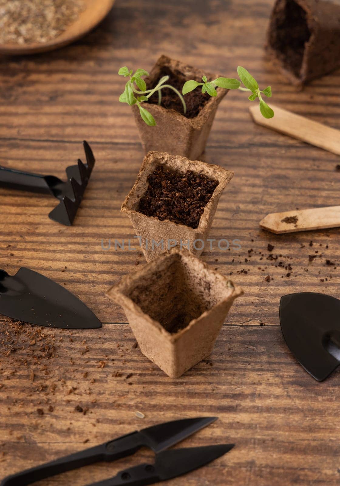 Vegetable and herbs seedlings growing in a biodegradable pots on wooden table close up. Urban Indoor gardening, homegrown plants, germination at home